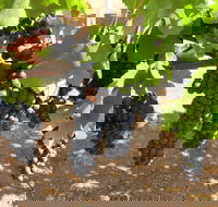 Waybourne Winery - Accommodation Europe