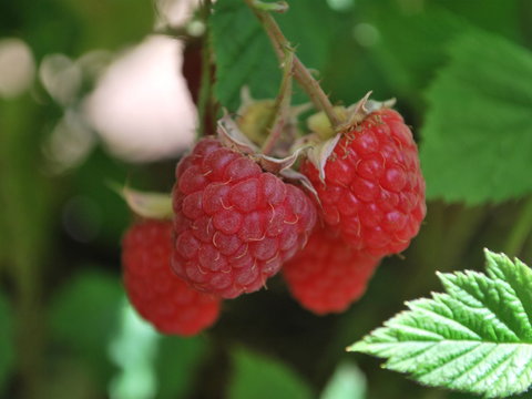 Westerway Raspberry Farm - Events Australia 0