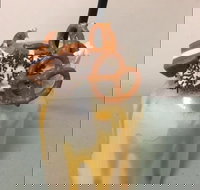 Where Ya Bean - Events Australia