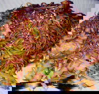 Silver Moon - Events Australia