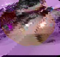 Kokonut Willy's Bar and Grill - Events Australia