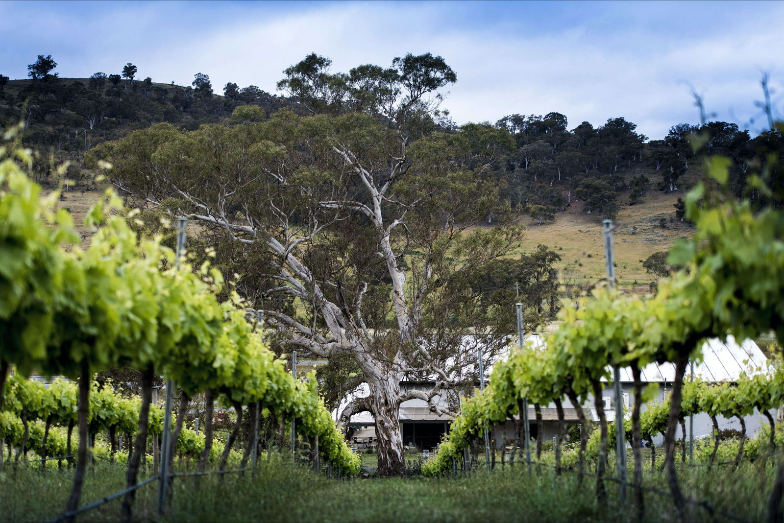 Majura ACT Events Australia