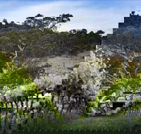 Mount Majura Vineyard - Events Australia