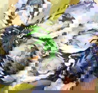 Captain  Co Fish Bar - Events Australia