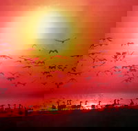 Four Birds - Events Australia