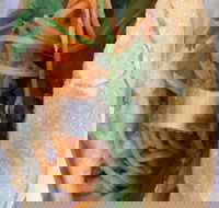 WOW Banh Mi - Events Australia