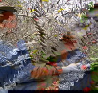 Pine Crest Orchard - Events Australia