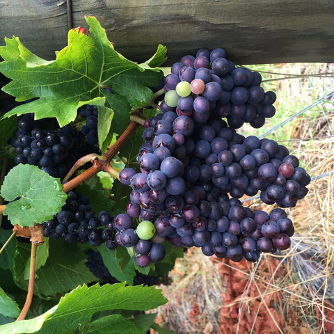 Freycinet Vineyard - Events Australia 1