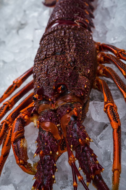 Lobster Shack Tasmania - Tourism Bookings 0