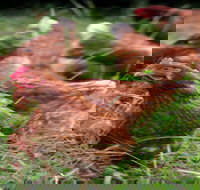 Holbrook Paddock Eggs - Events Australia