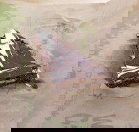 Flaky Tart Bakery - Milsons Point - Events Australia