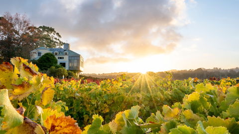 Hahndorf Hill Winery - Tourism Bookings 0