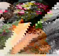 Tang Thai - Events Australia