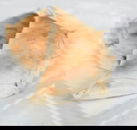 Latin Foods and Wines - Events Australia