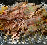 Tori Tori - Tourism Bookings