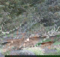 Hahndorf Venison - Tourism Bookings