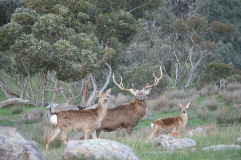 Hahndorf Venison - Tourism Bookings 0