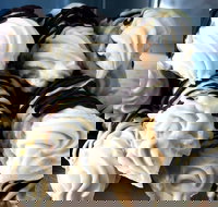 Lavezzi - Events Australia