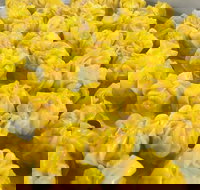 May's Thai - Wynnum - Events Australia