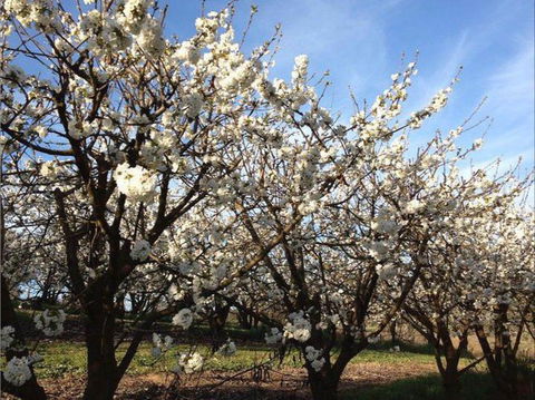 Allambie Orchard And Cafe - Accommodation Europe 0