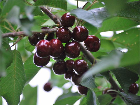 Allambie Orchard And Cafe - Accommodation Europe 1