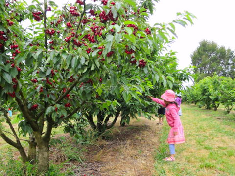 Allambie Orchard And Cafe - Accommodation Europe 2