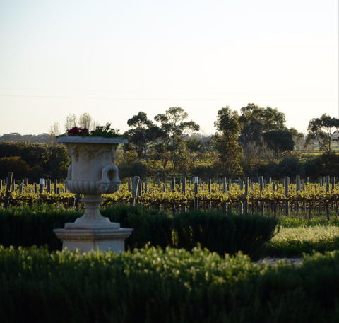 Angas Plains Wines Cellar Door - Accommodation Europe 1