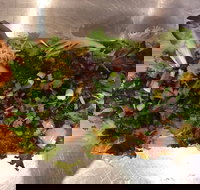 Mithai Junction - Tourism Bookings