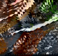 Outback Steakhouse Wollongong - Tourism Bookings