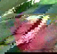 Darkes Glenbernie Orchard - Events Australia