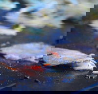 Mount Gravatt Hotel - Events Australia