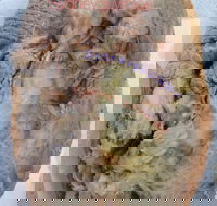 Roasts  Spuds - Events Australia