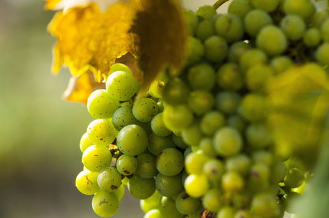 Affleck Vineyard - Accommodation Europe 0