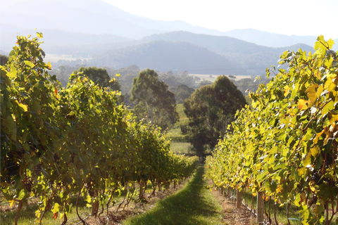 Pizzini Wines King Valley - Tourism Bookings 2