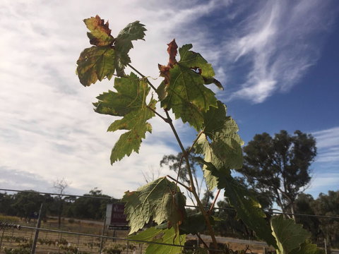 Banca Ridge Cellar Door And Vineyard - Events Australia 0