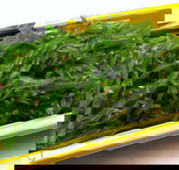 Sushi Blue - Events Australia