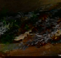 O Sushi - Events Australia