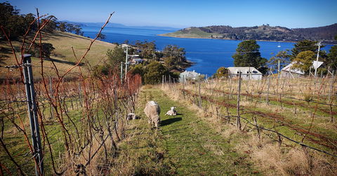 Anim Wine - Events Australia 1