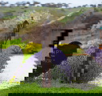 Hart of the Barossa - Events Australia