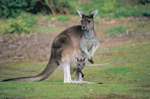 John Forrest Tavern - Events Australia 0