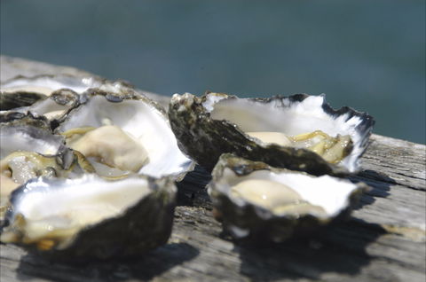 Jim Wild's Oyster Service - Tourism Bookings 0