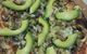 Lo Zucchero - thumb 9