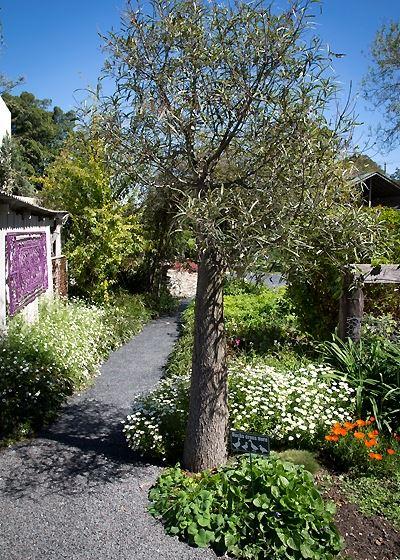 Ducks In The Field - Events Australia 8