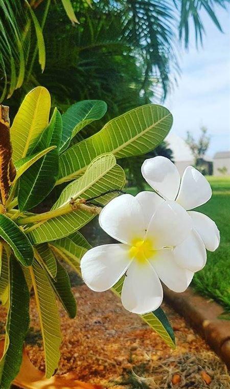 Papou's Kitchen Cafe - Events Australia 4