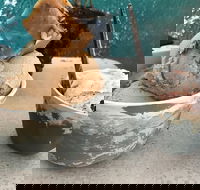 Roho Bure Vegan Ice Cream - Events Australia