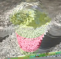 Berryme - Events Australia