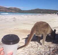 Lucky Bean - Events Australia