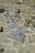 Shark Bay Ocean Park Aquarium - Events Australia 1
