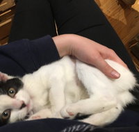 MeowMe Cafe - Events Australia