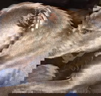 Domino's Pizza Plympton - Events Australia